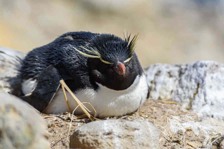 Pingüino Rockhopper - islas Falkland o Malvinas 18.jpg
